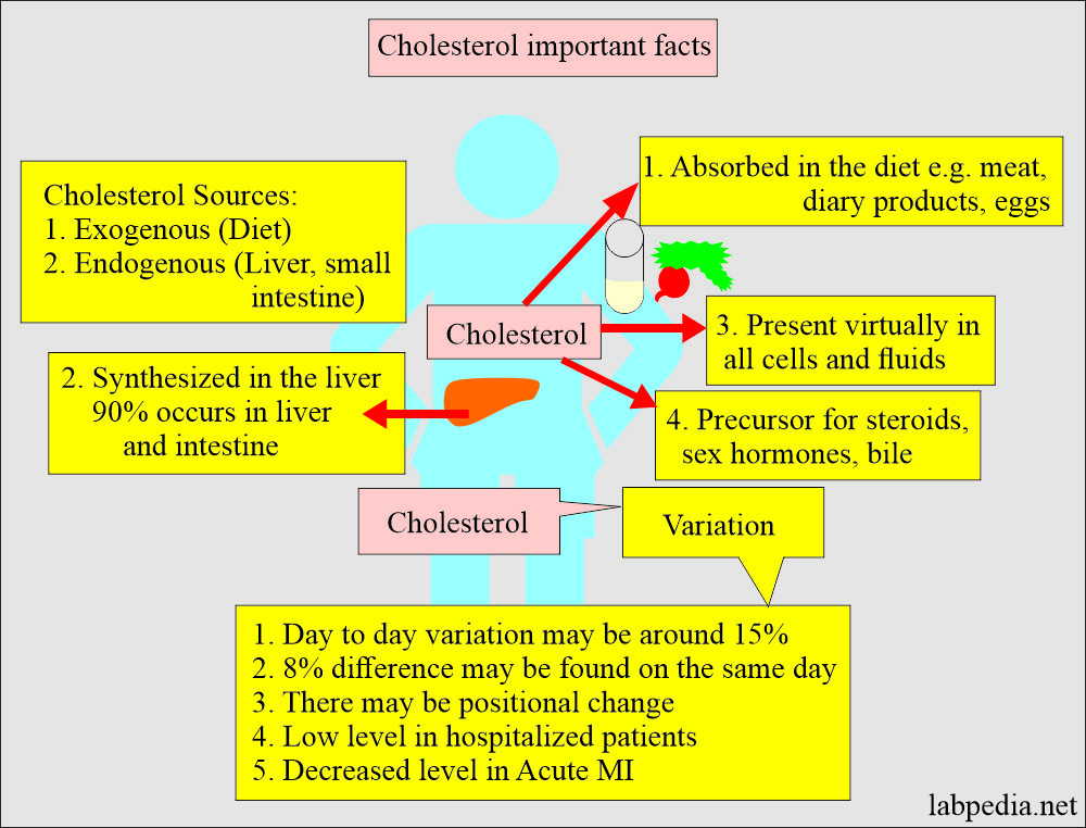 Cholesterol important facts