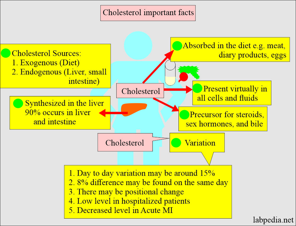 cholesterol important facts