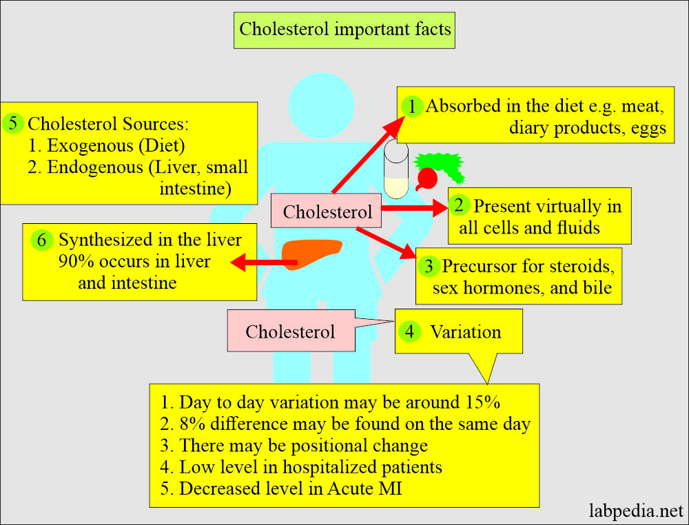 Seum Cholesterol and its facts