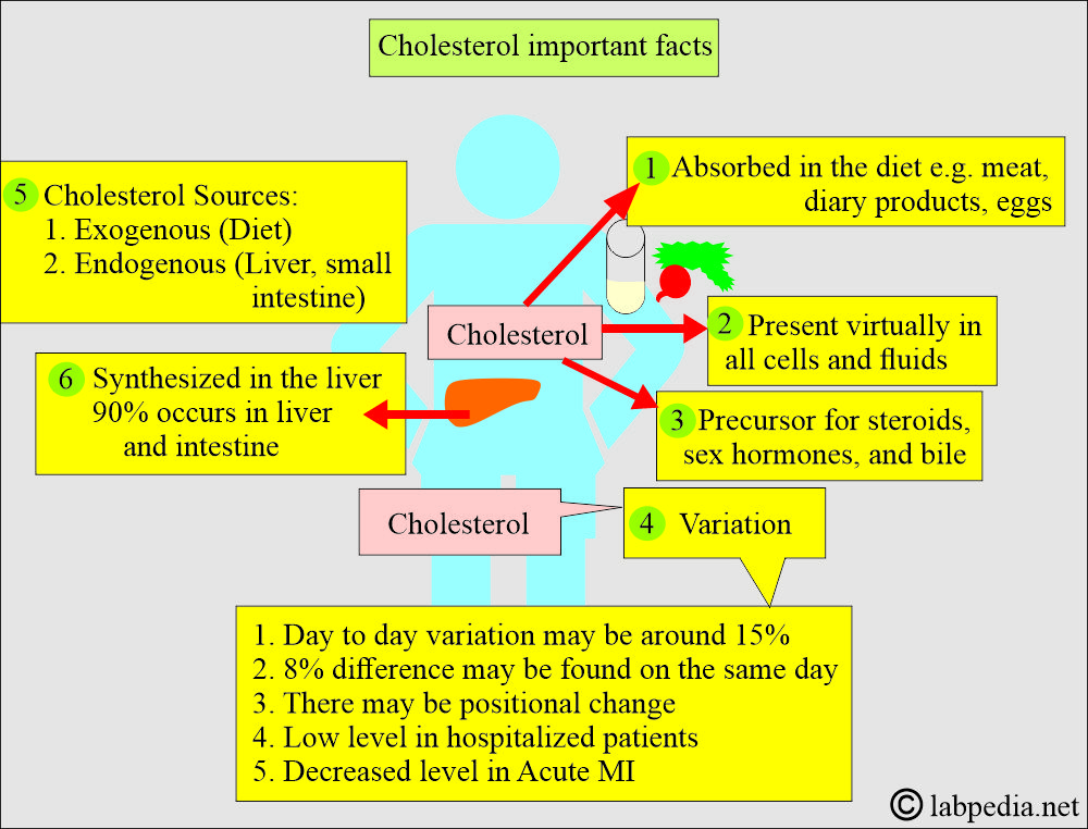 Lipids Total: cholesterol variation and important facts Lipids Total: cholesterol variation and important facts