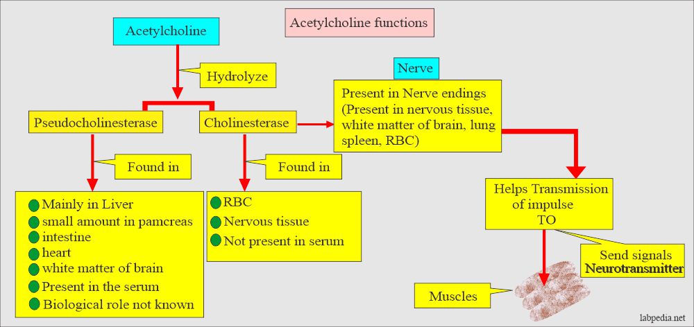 Acetylcholine and cholinesterase functions
