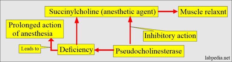 Cholinesterase, Functions and Interpretations