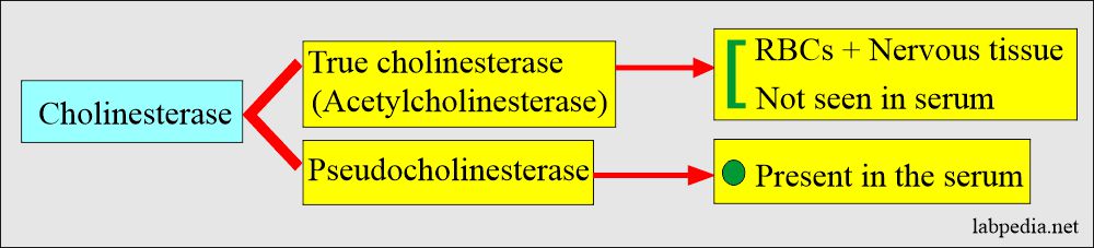 Cholinesterase types and distribution