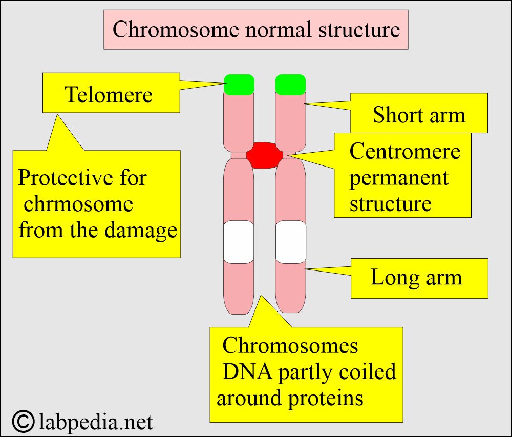 Chromosome structure