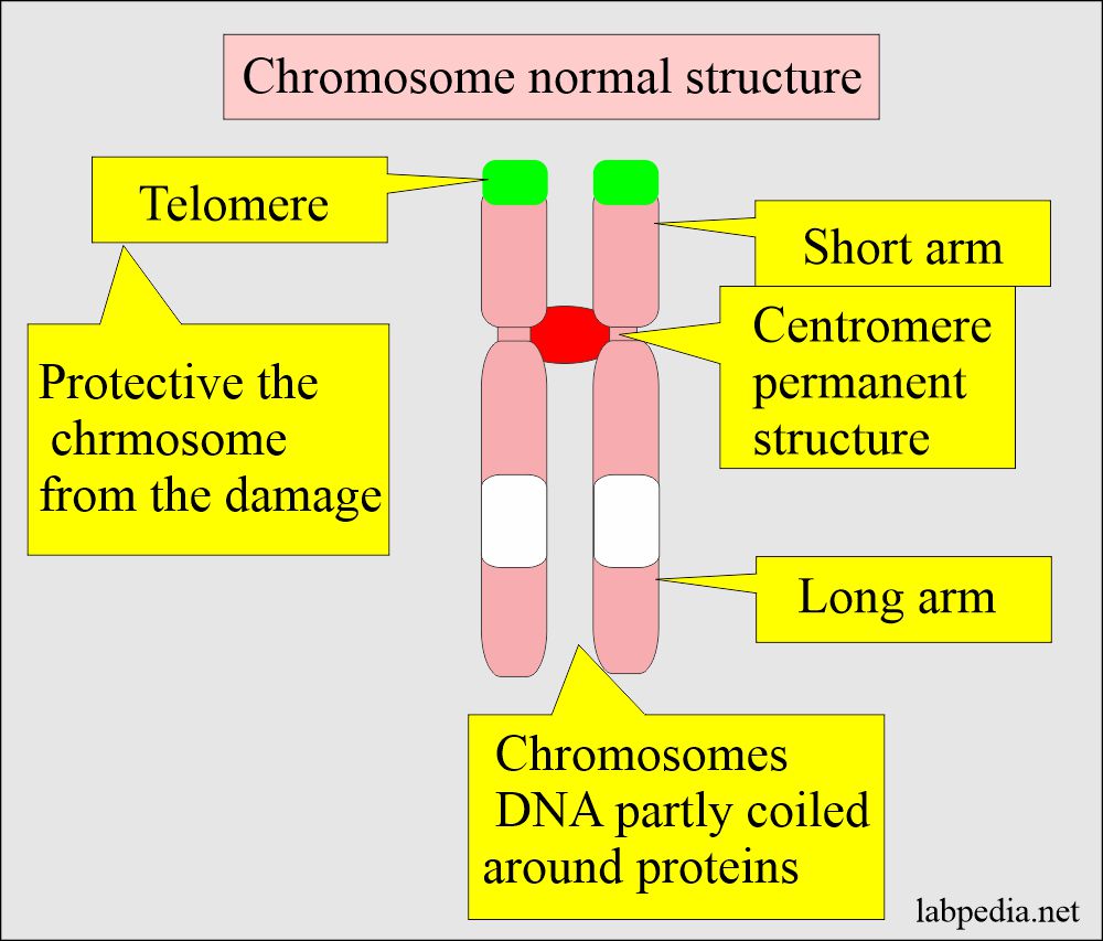 Chromosome studies: Chromosome normal structure
