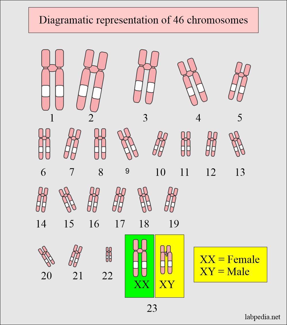 Chromosome karyotyping (chromosome analysis)