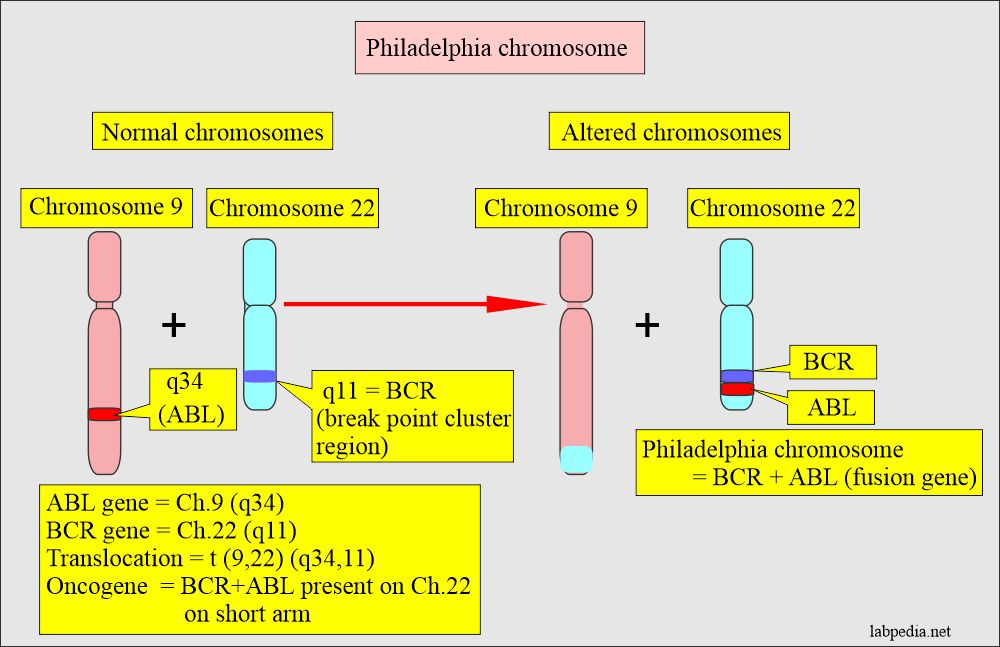 Formation of chromosome Philadelphia