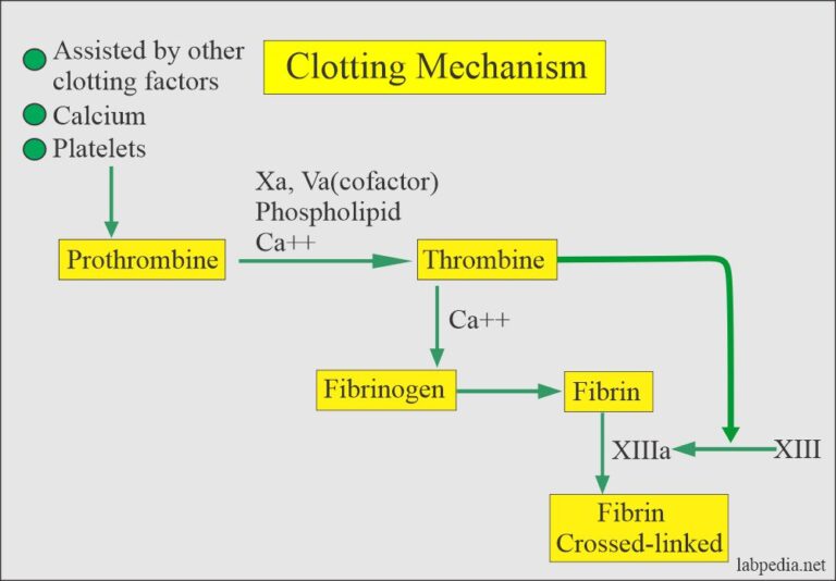 principle of clotting time experiment