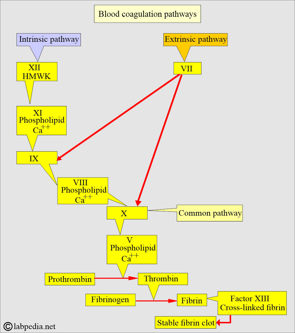 coagulation pathway and role of factor XIII coagulation pathway and role of factor XIII