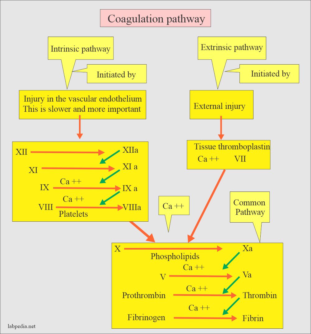 Summary of the coagulation pathways