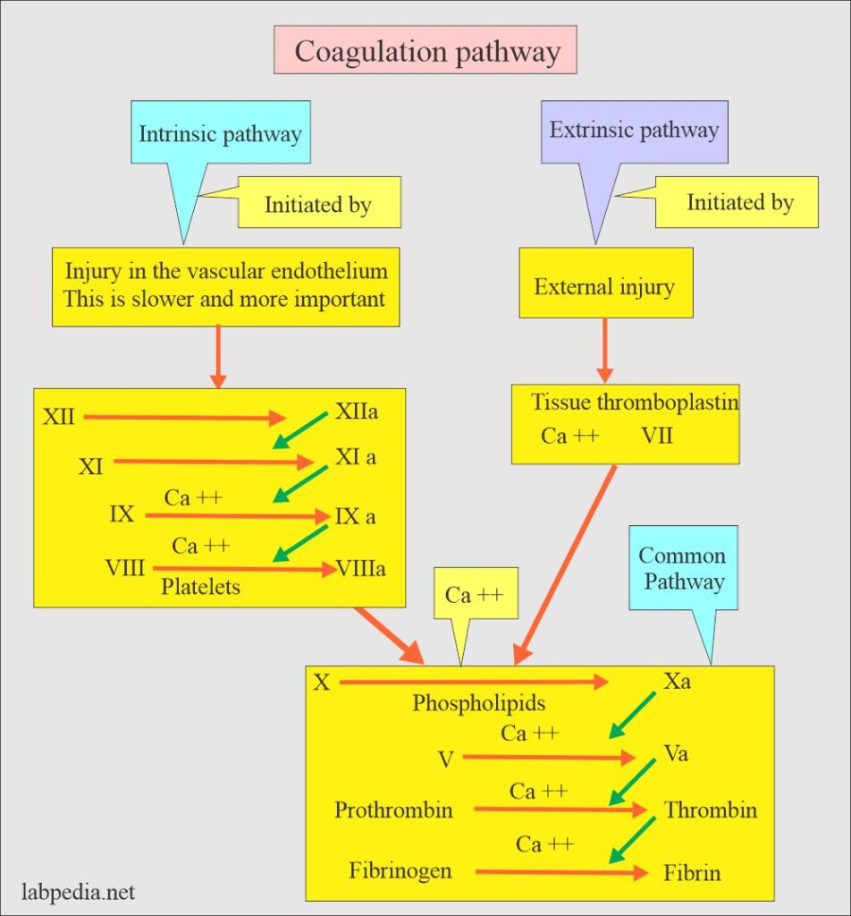 Coagulation:- part 1 – Blood Coagulation process, Coagulation factors, and factors deficiency