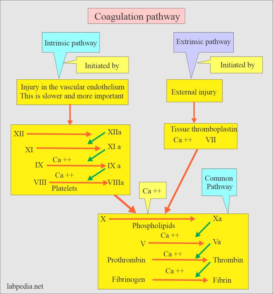 Coagulation Part 1 Blood Coagulation Process Coagulation Factors And Factors Deficiency