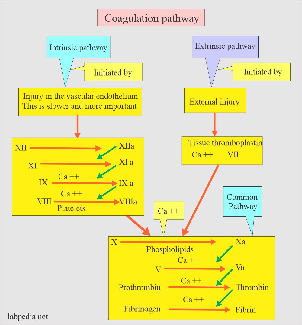 Blood coagulation process: Coagulation pathways