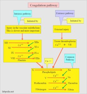 Hematology - Labpedia.net