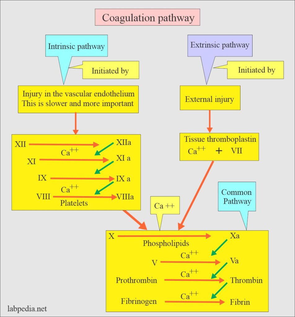 Coagulation:- part 6 – Activated Partial Thromboplastin Time (APTT), Partial thromboplastin time (PTT), Prothrombin time (PT)
