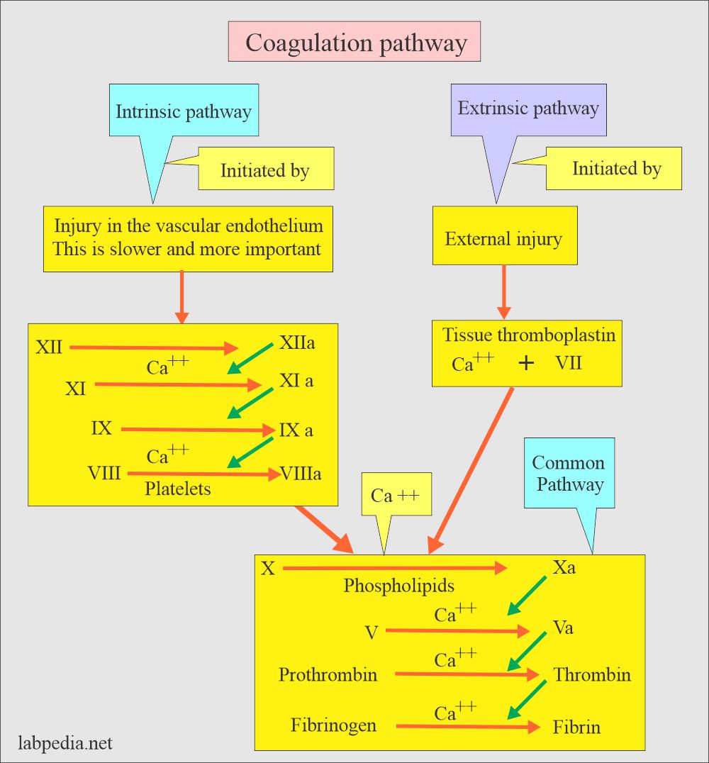 Coagulation screening tests: Coagulation pathways