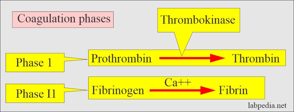 Activated Partial Thromboplastin Time (APTT): Coagulation phases