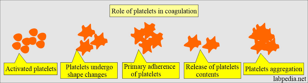 Role of Platelets in coagulation 