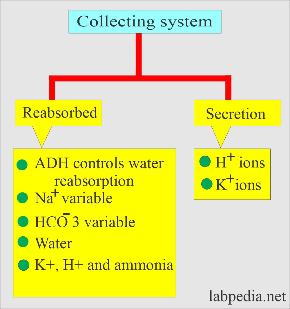 Renal function tests: Function of collecting system