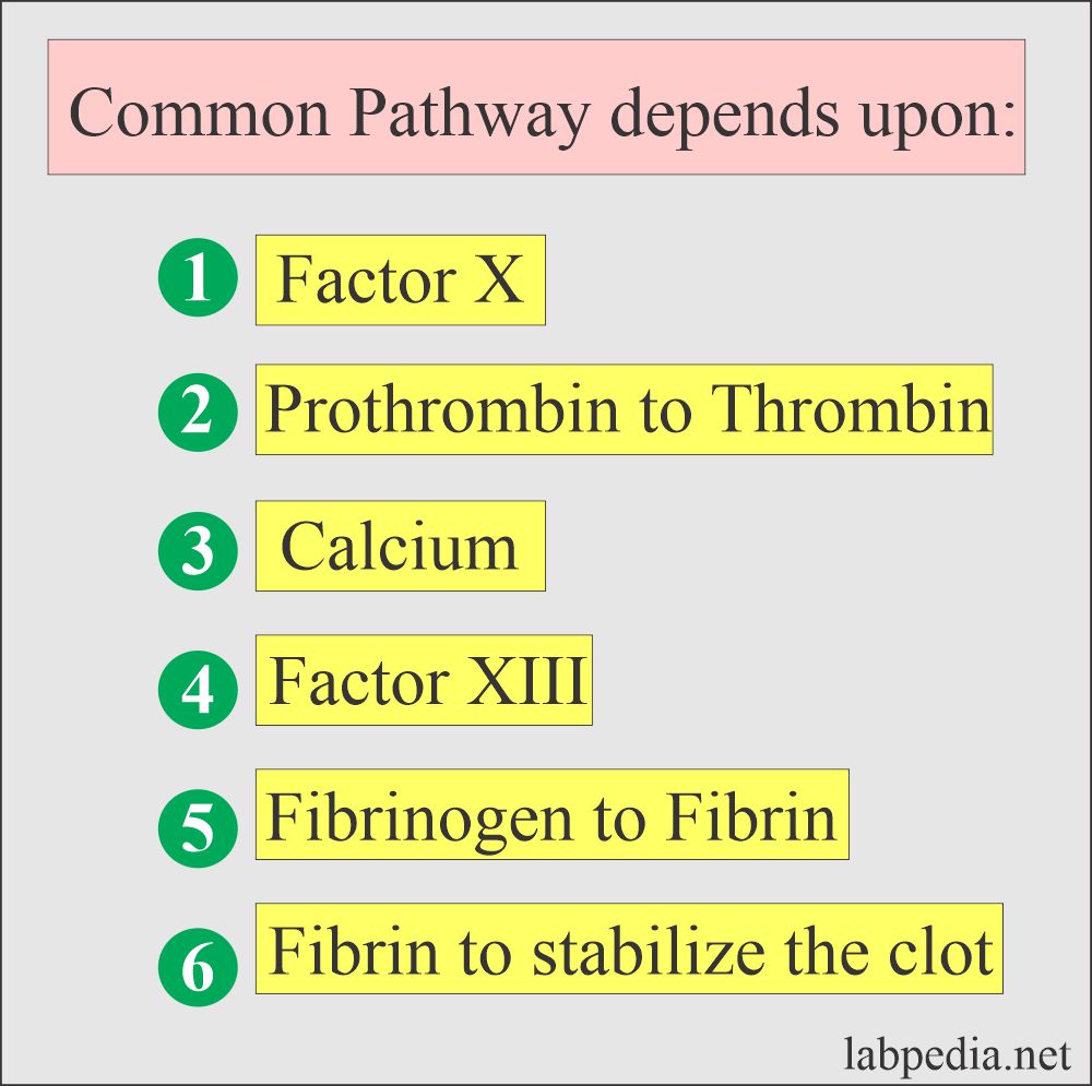 Common pathway 