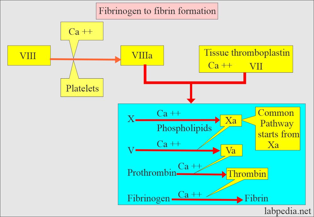 Fibrinogen to fibrin formation