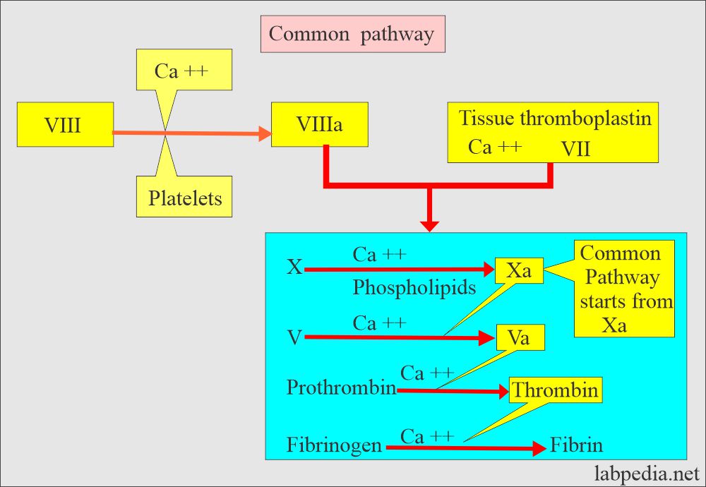 Blood coagulation process: Common pathway 
