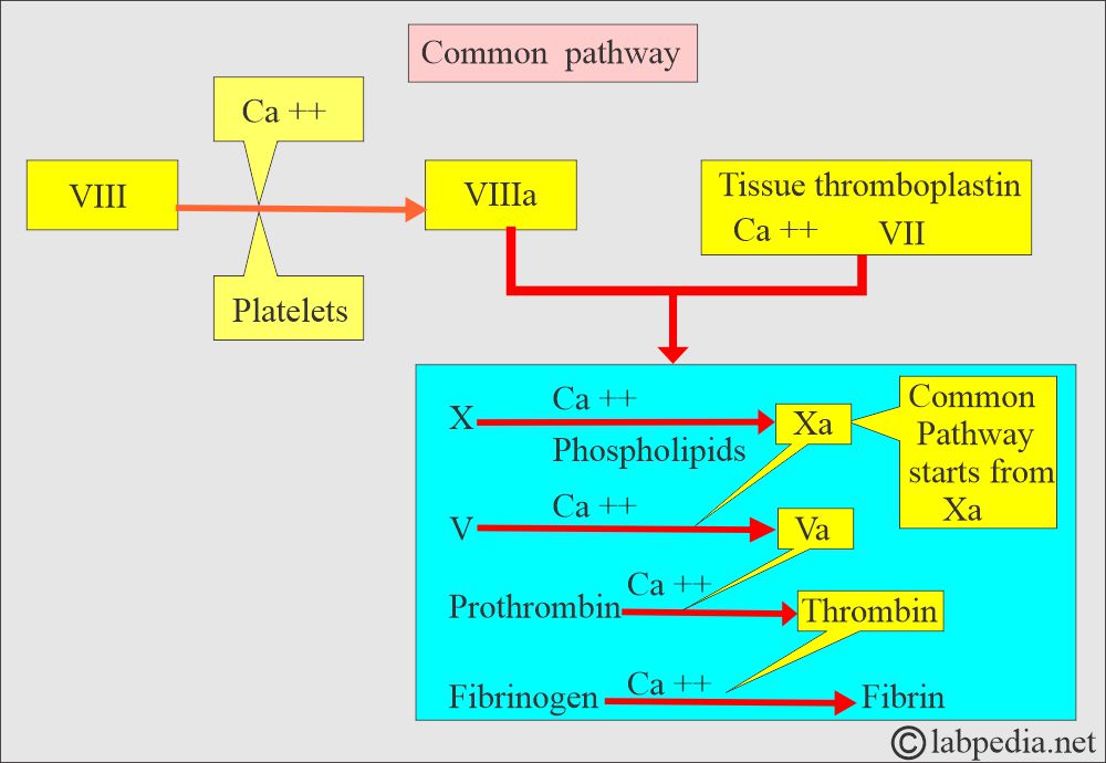 Common pathway