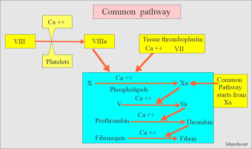 Coagulation:- part 6 – Activated Partial Thromboplastin Time (APTT), Partial thromboplastin time (PTT),  Prothrombin time (PT) and INR