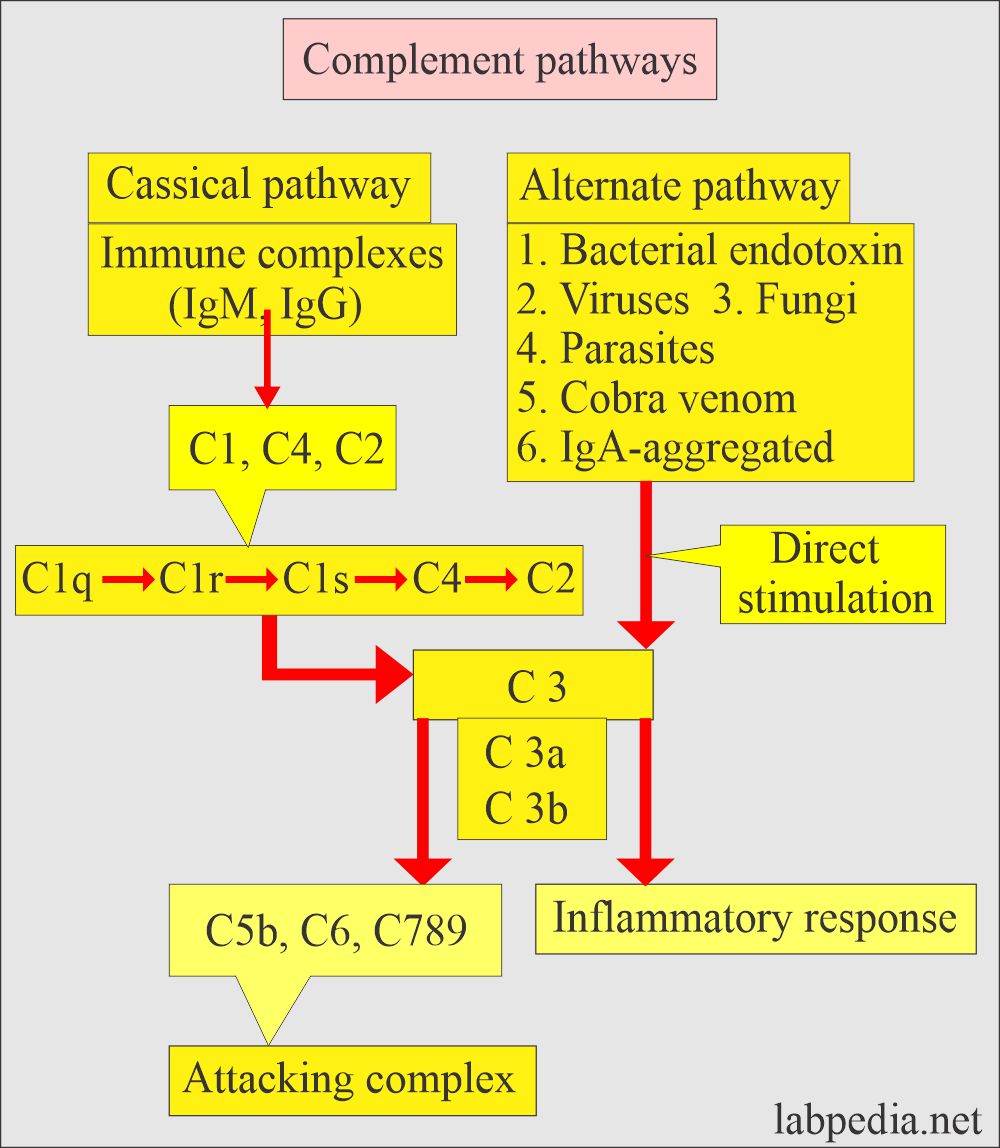 Complement, C3 and C4: Complement activation pathways