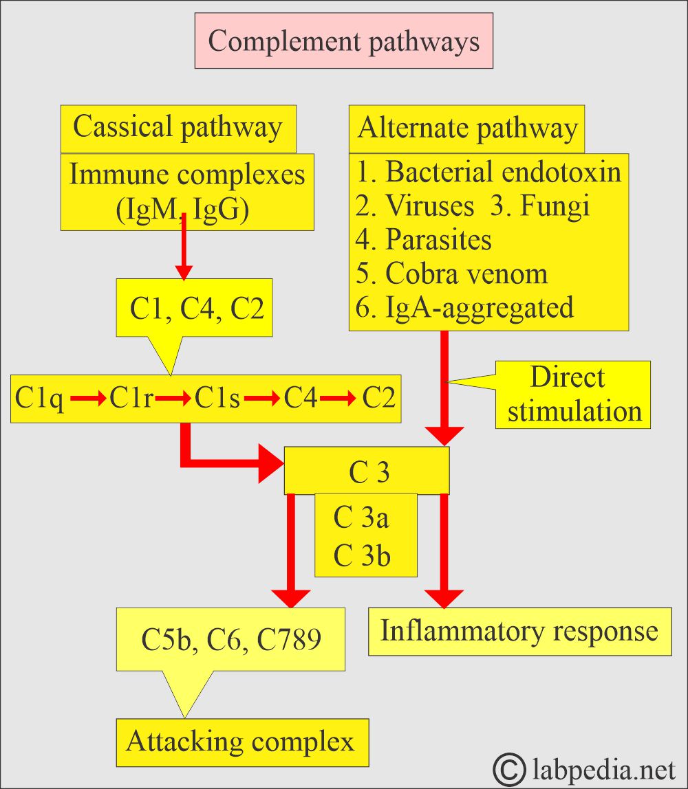 Complement system activation