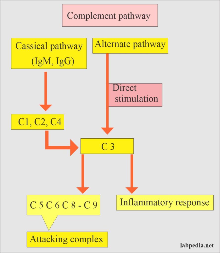 What Is Complement C3 C4 Blood Test