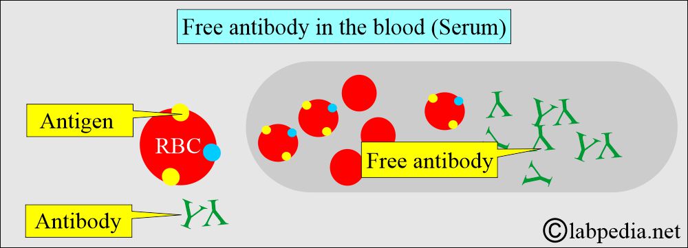 Coombs' indirect test detects free antibody
