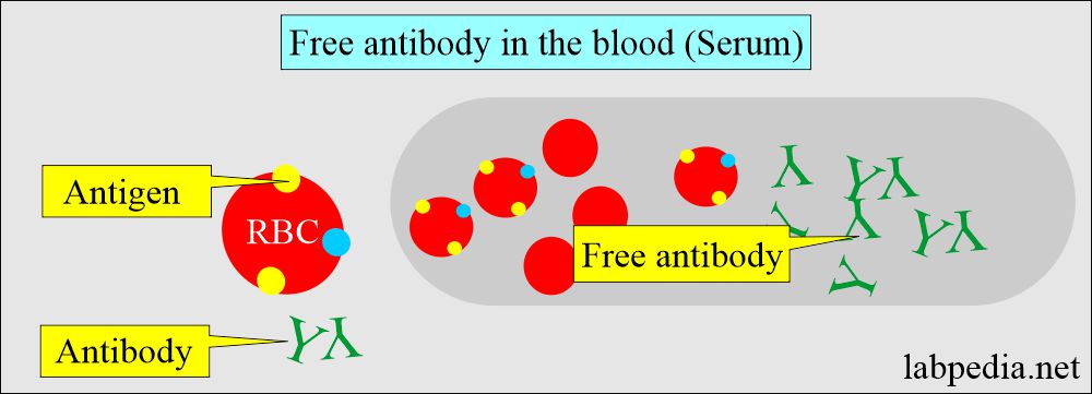 Coombs test and free antibody in the blood (Serum)
