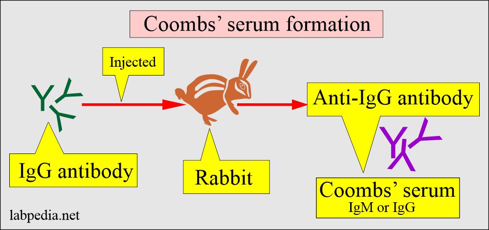 Coombs' serum formation
