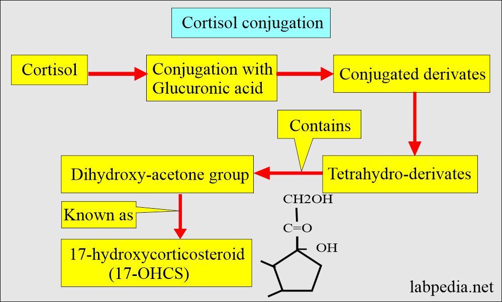 Cortisol conjugation process