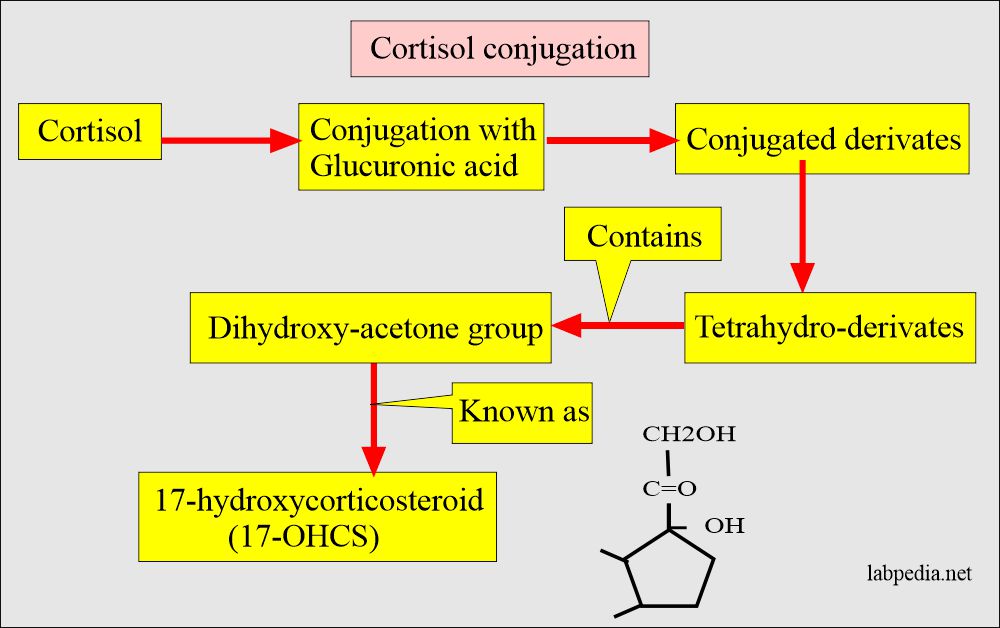 Cortisol conjugation