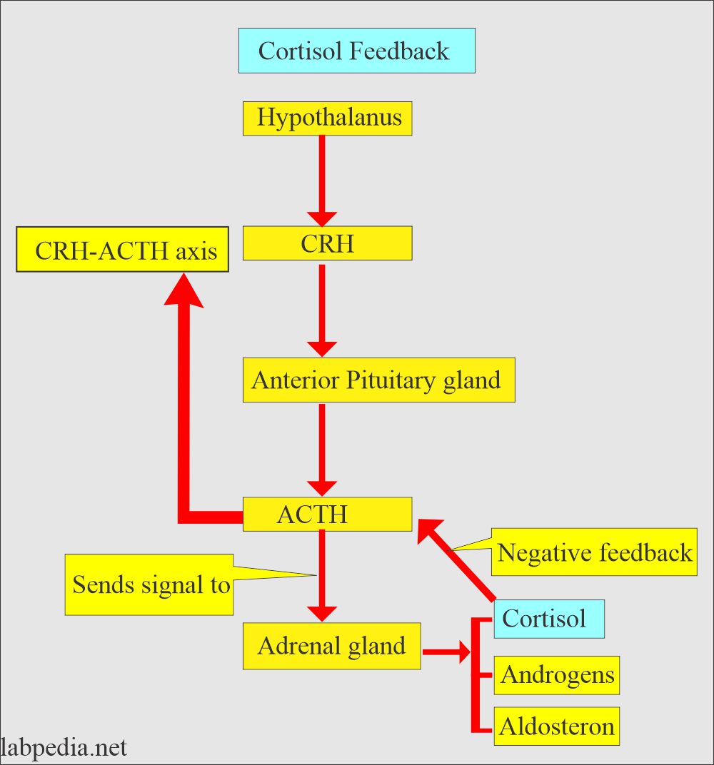 Cortisol feedback mechanism