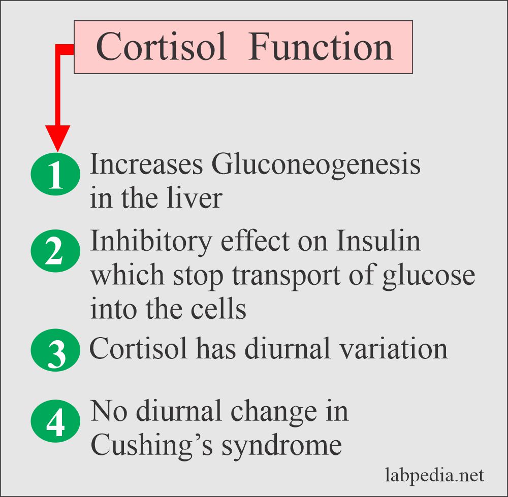 Cortisol function