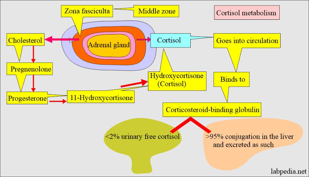 Cortisol hormone: Cortisol formation
