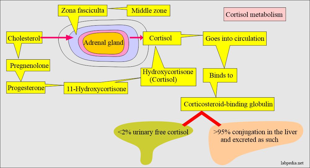 Cortisol metabolism