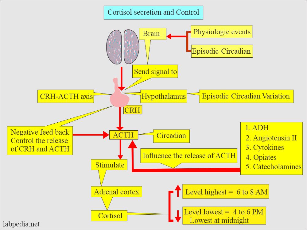 Cortisol secretion and control