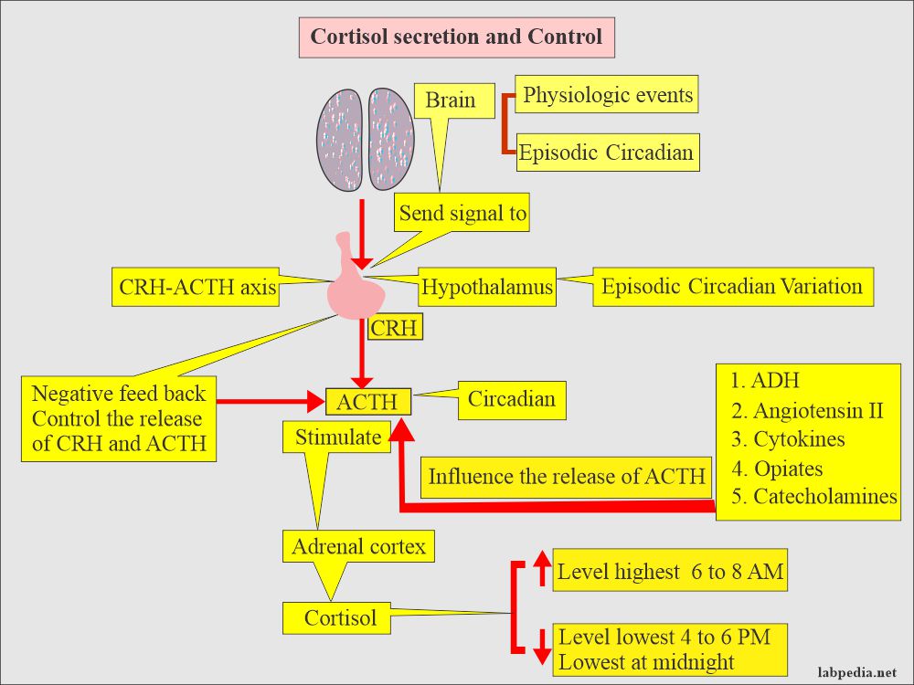 Cortisol secretion and control