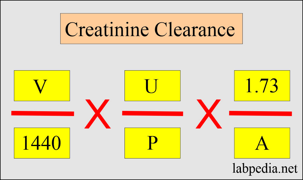 Creatinine  Clearance (CrC), Glomerular Filtration Rate (GFR)