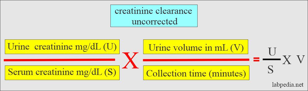 Creatinine clearance uncorrected