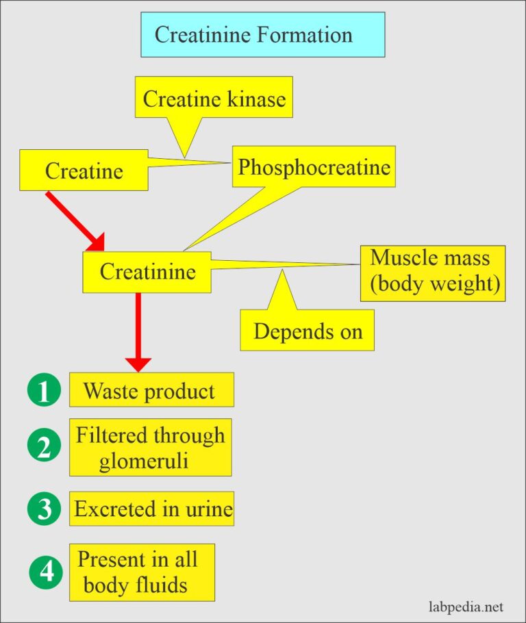 Creatinine serum creatinine labpedia