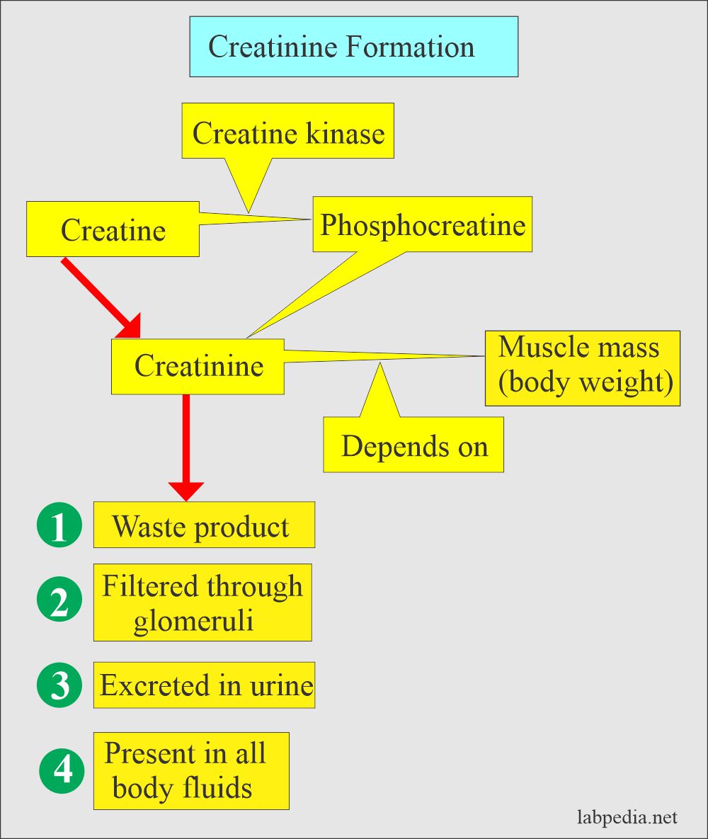 Creatinine Serum Creatinine Labpedia