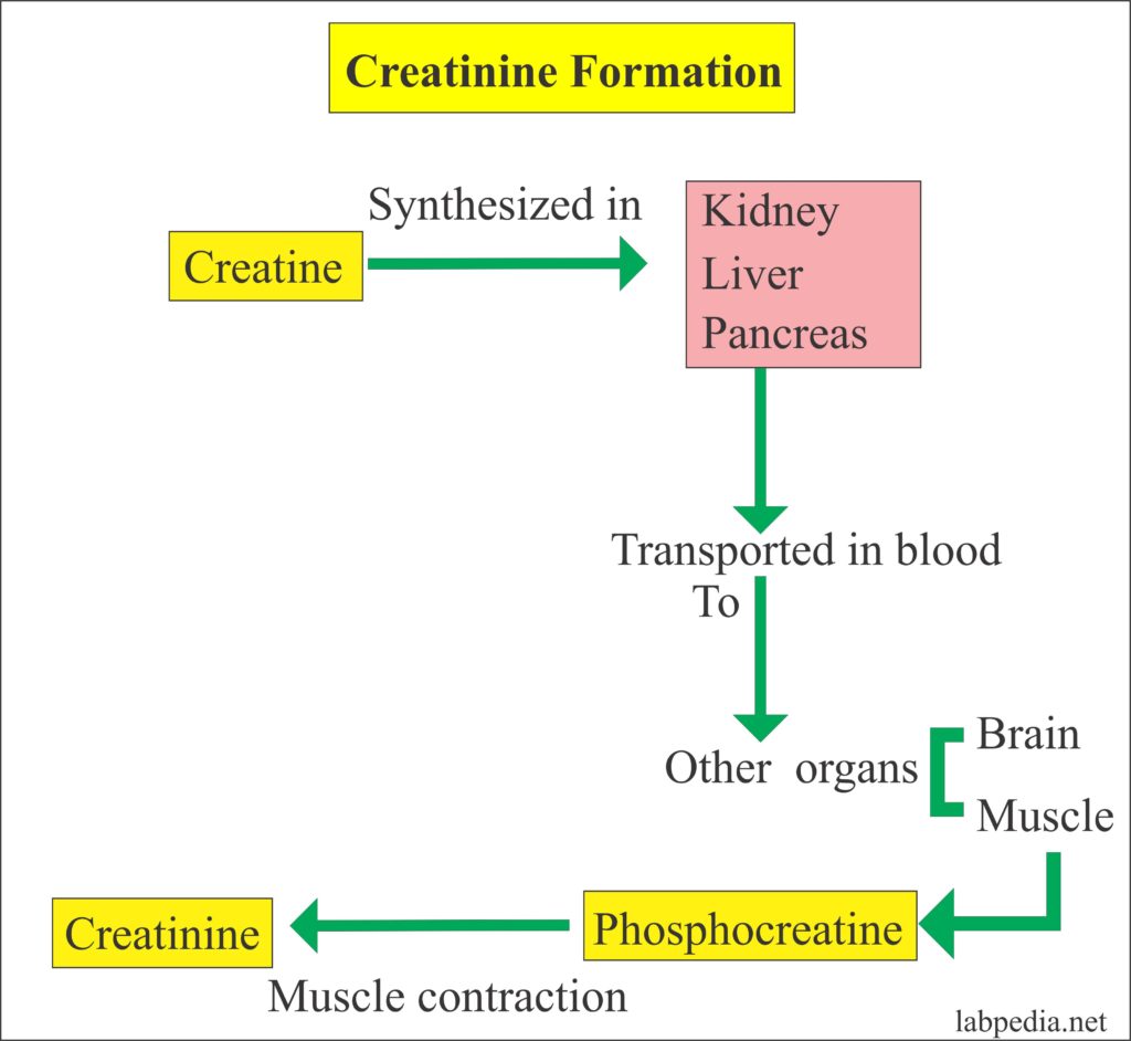 Creatinine Serum Creatinine Labpedia