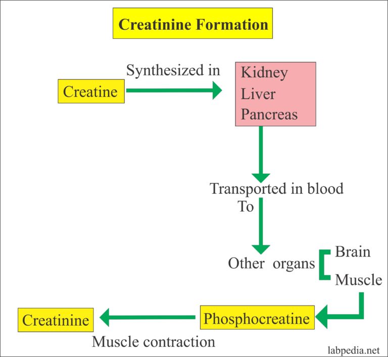 creatinine-serum-creatinine-labpedia