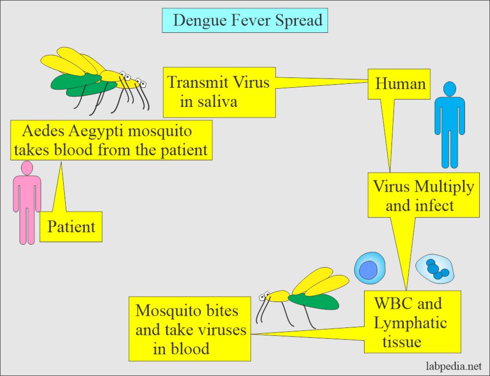 Dengue fever spread