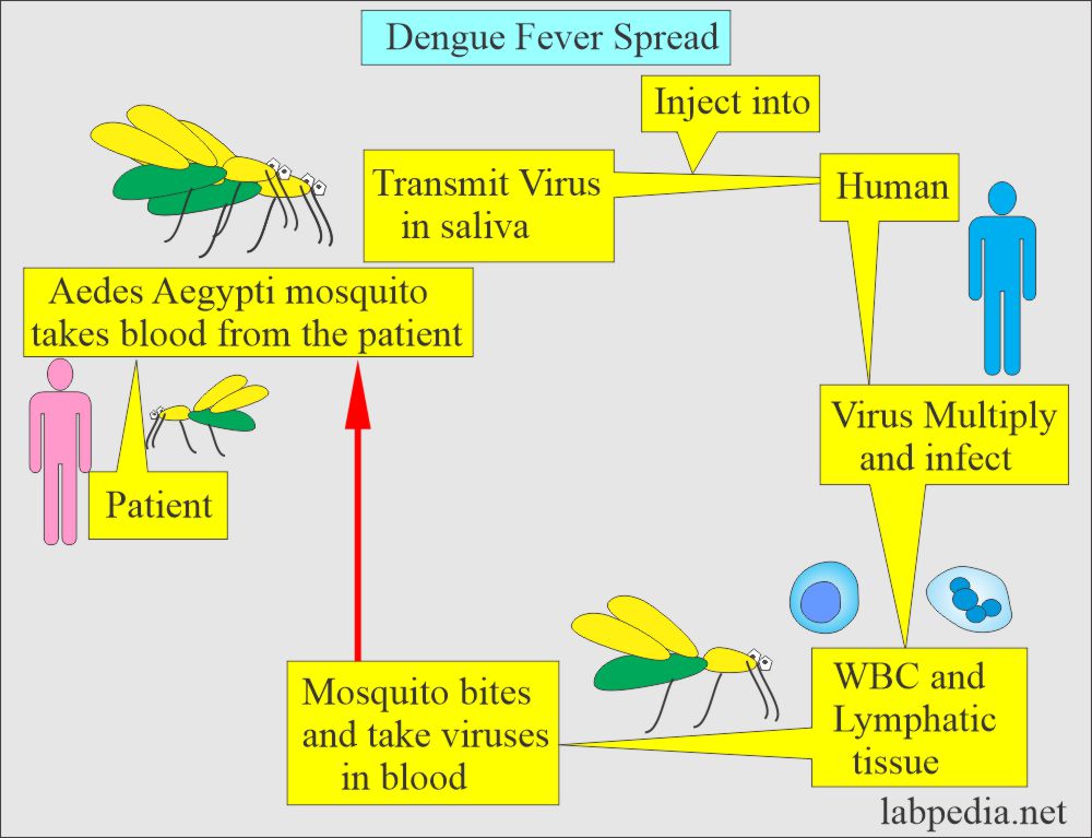 Dengue fever virus spread in the humans